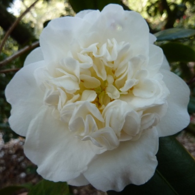 Fragrant Jonquil